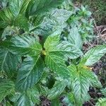 Turnera angustifolia