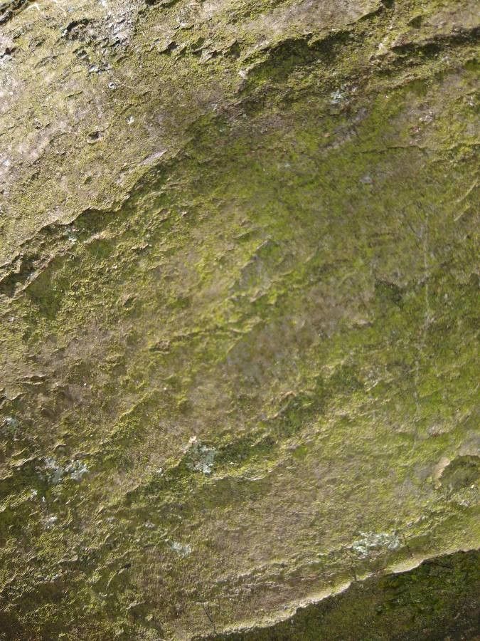 Quararibea bracteolosa — related species from the same genus