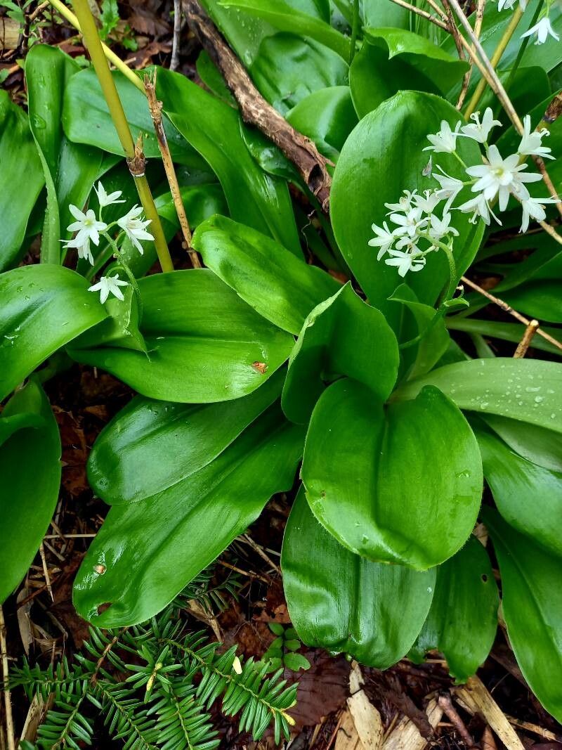 Clintonia udensis leaf