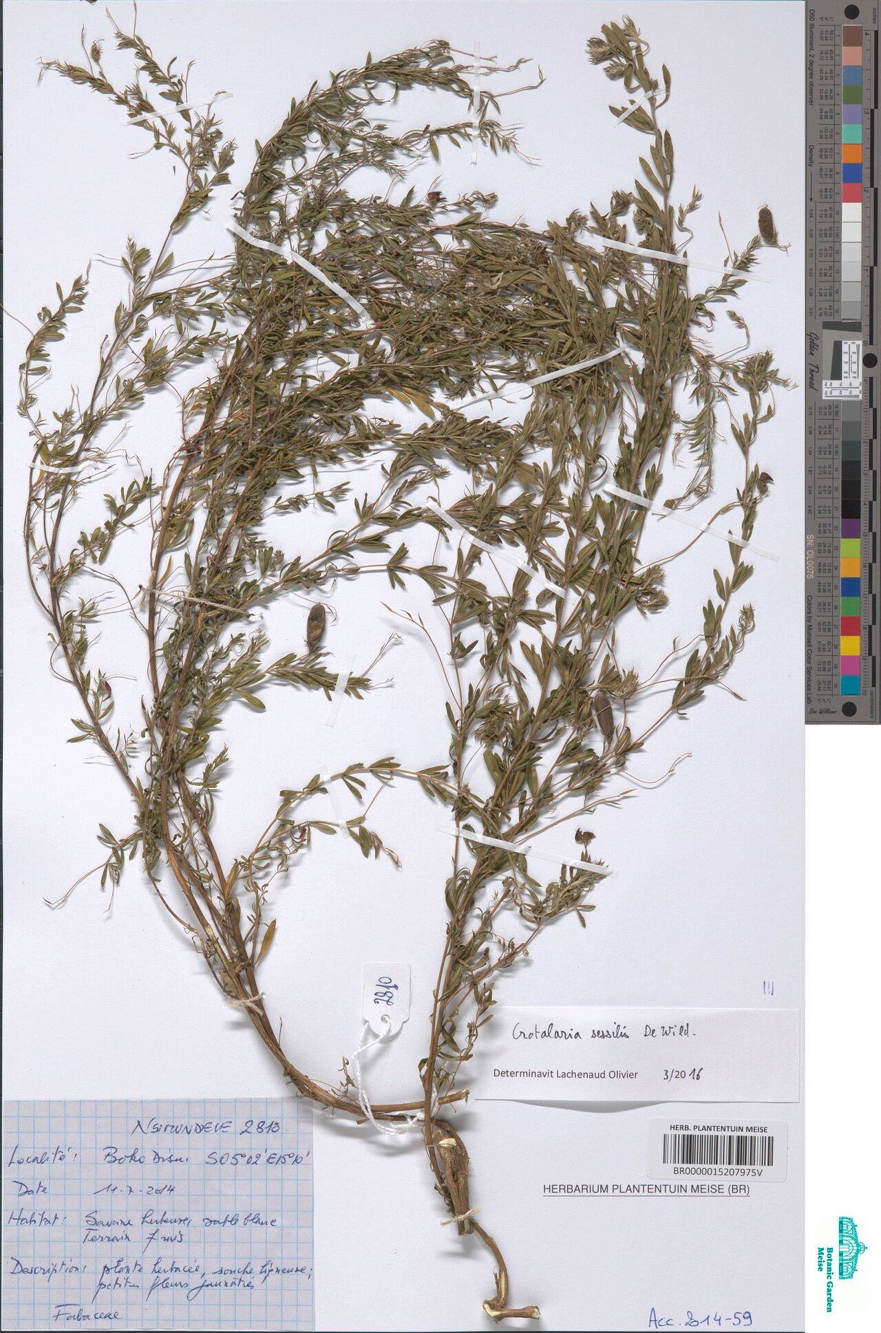 Crotalaria sessilis — houseplant care guide