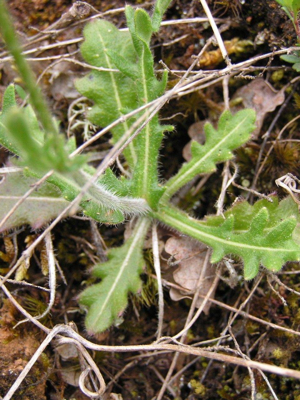 Biscutella lima leaf