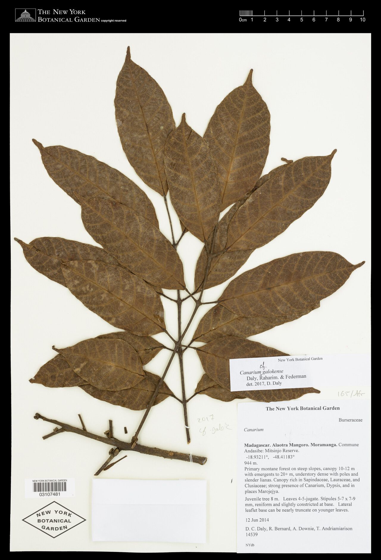 Canarium galokense — search result for 'Canarium'