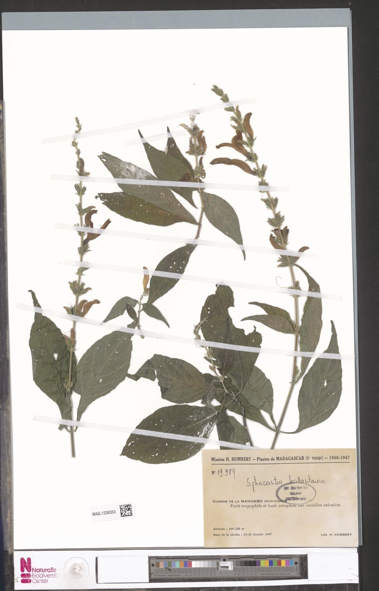 Sphacanthus brillantaisia — houseplant care guide