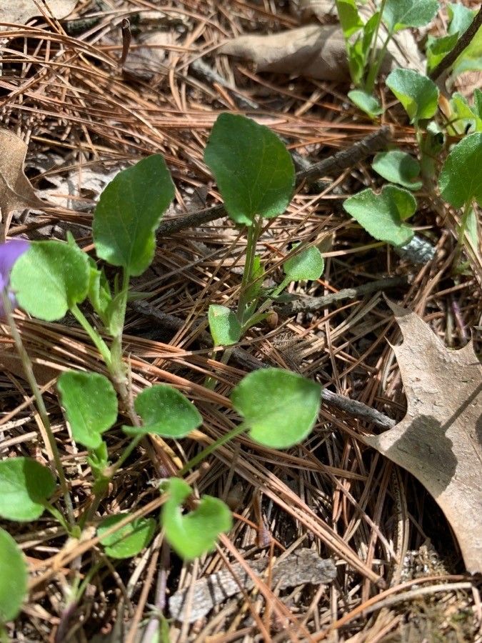 Viola adunca leaf