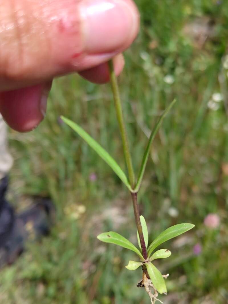 Gentianopsis barbata — related species from the same genus