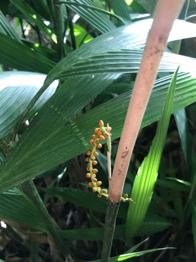 Chamaedorea fragrans flower
