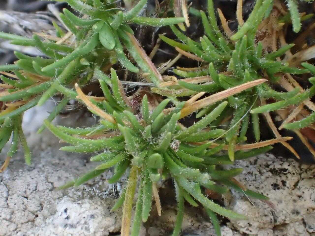 Minuartia recurva leaf