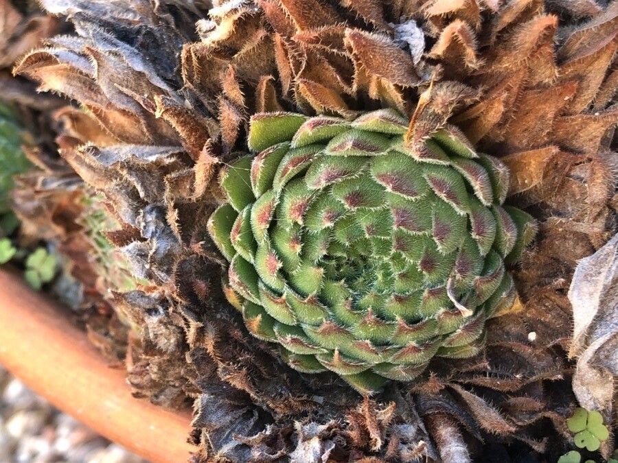 Sempervivum grandiflorum — search result for 'Sempervivum'