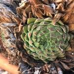 Sempervivum grandiflorum