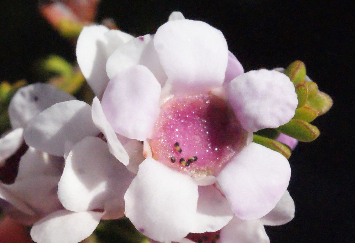 Diplolaena grandiflora flower