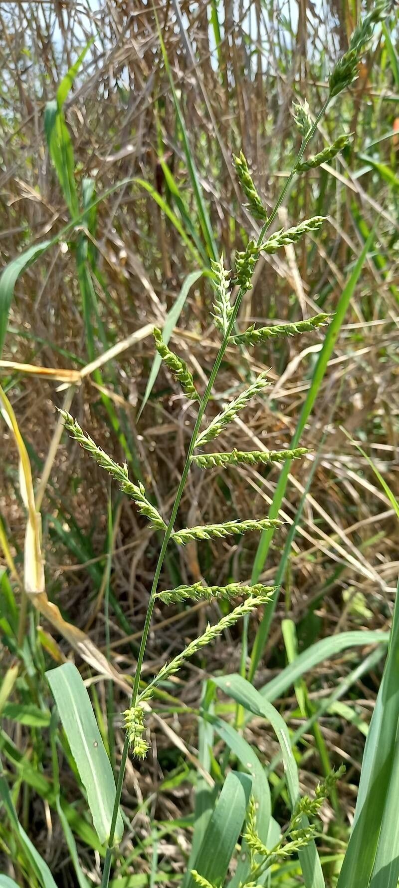 Echinochloa polystachya fruit