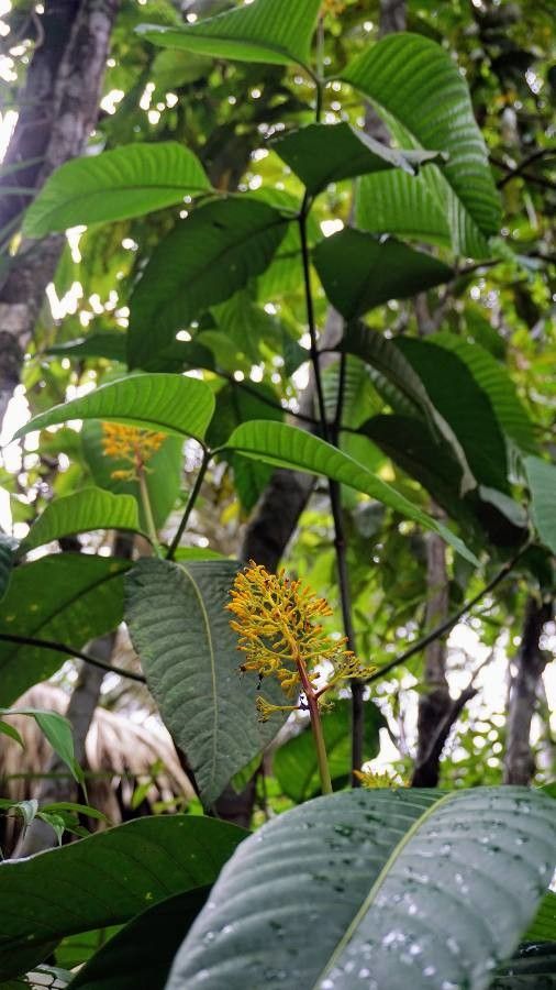 Palicourea guianensis flower