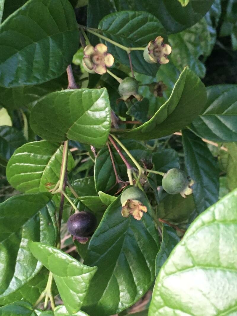 Campomanesia dichotoma fruit