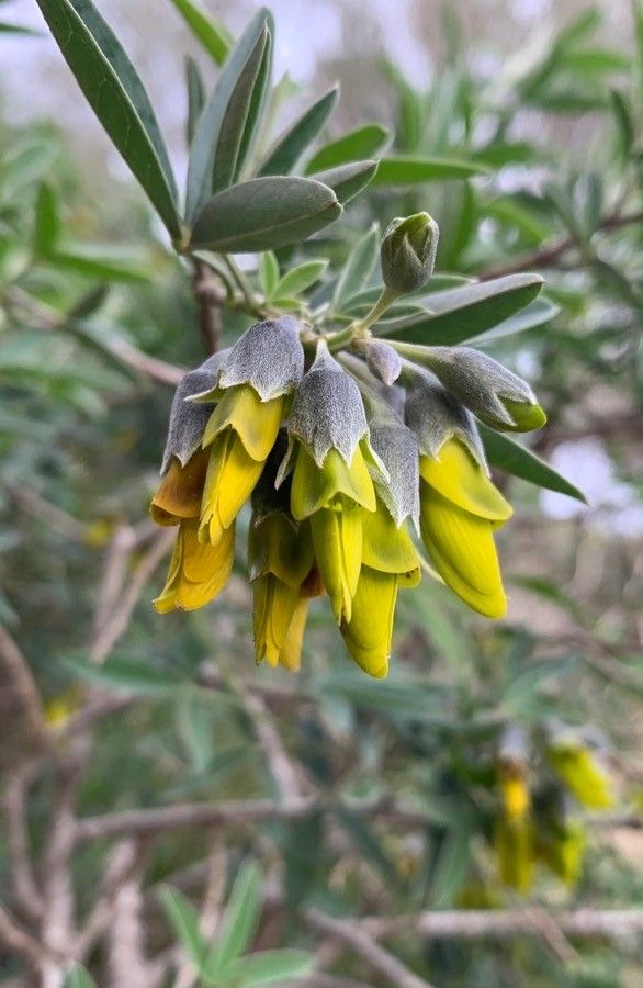 Anagyris foetida flower