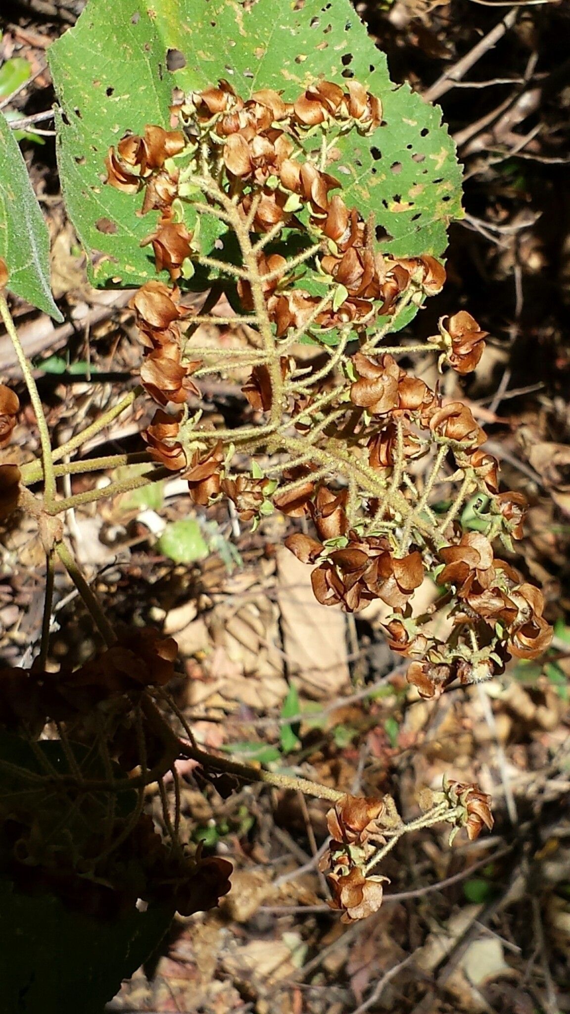 Dombeya hildebrandtii fruit