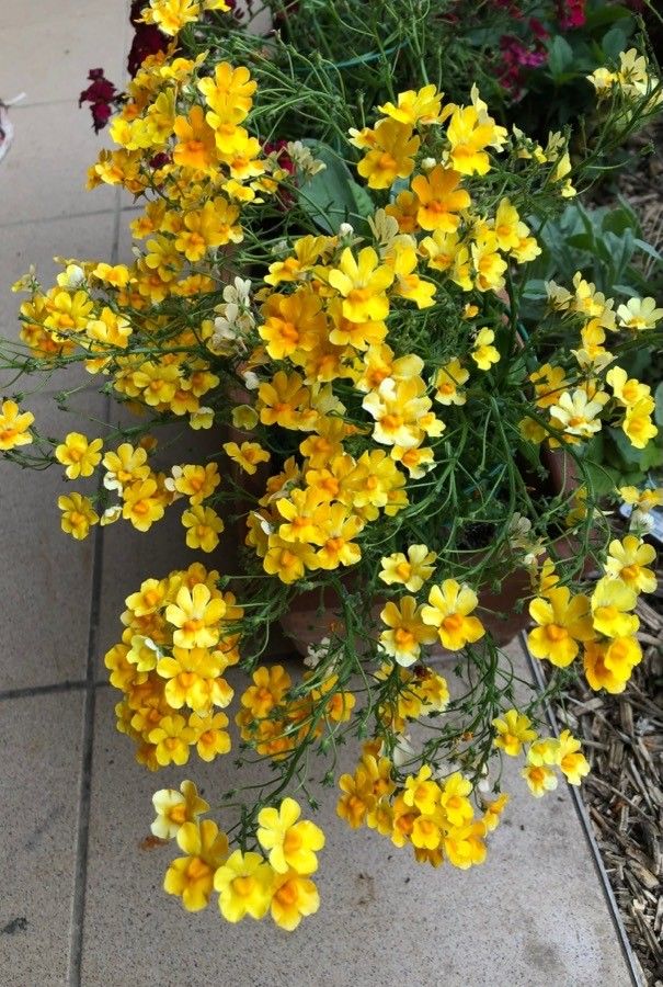 Diplacus aurantiacus habit