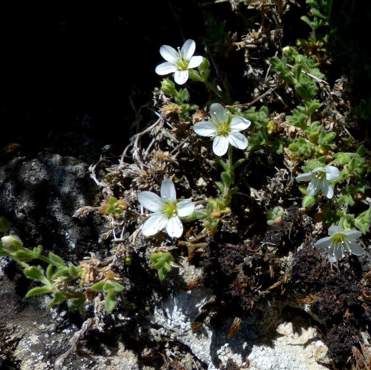 Arenaria ligericina habit