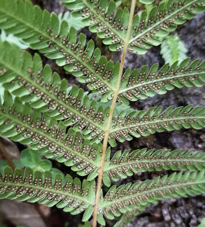 Thelypteris kunthii fruit