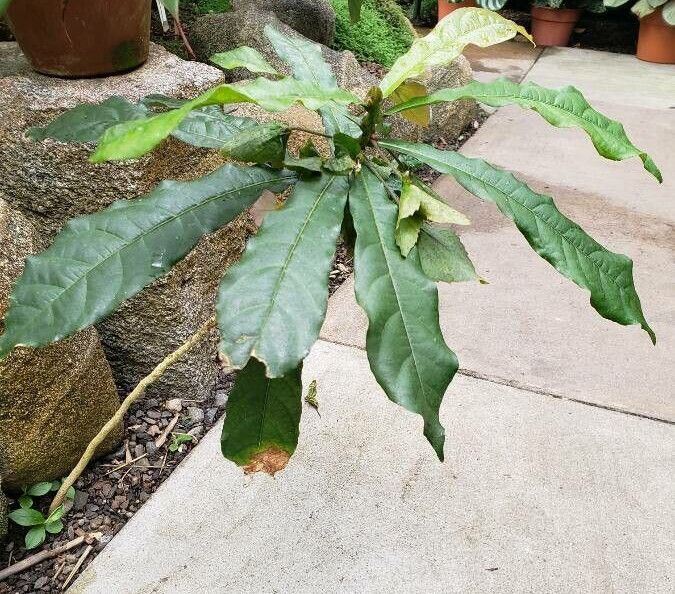 Dalechampia spathulata habit
