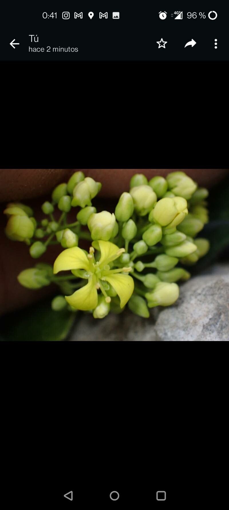 Biscutella frutescens flower