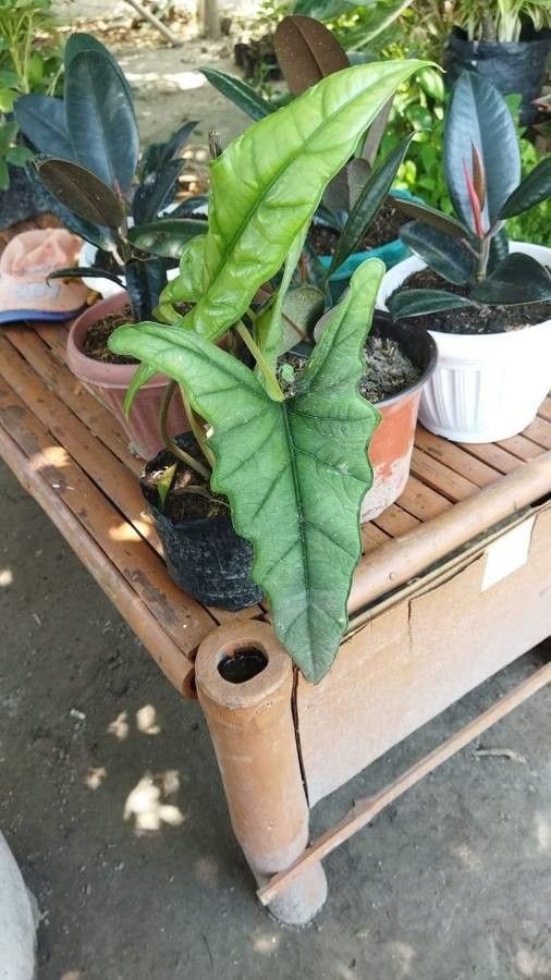 Alocasia heterophylla leaf
