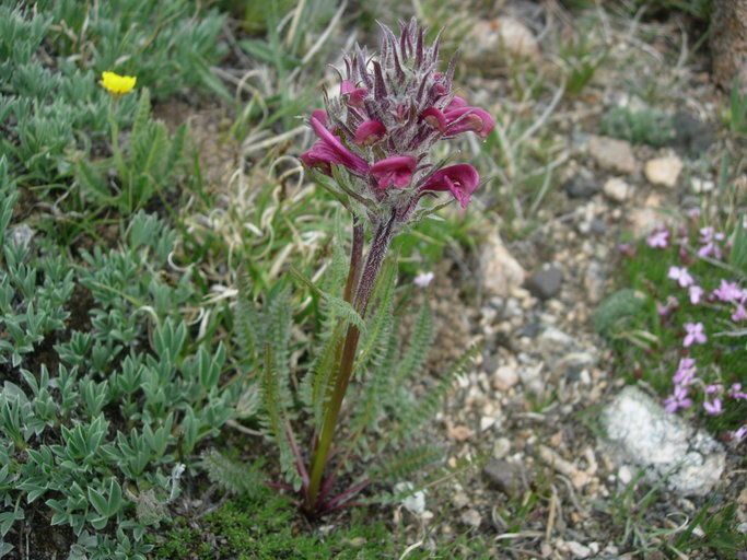 Pedicularis cystopteridifolia habit