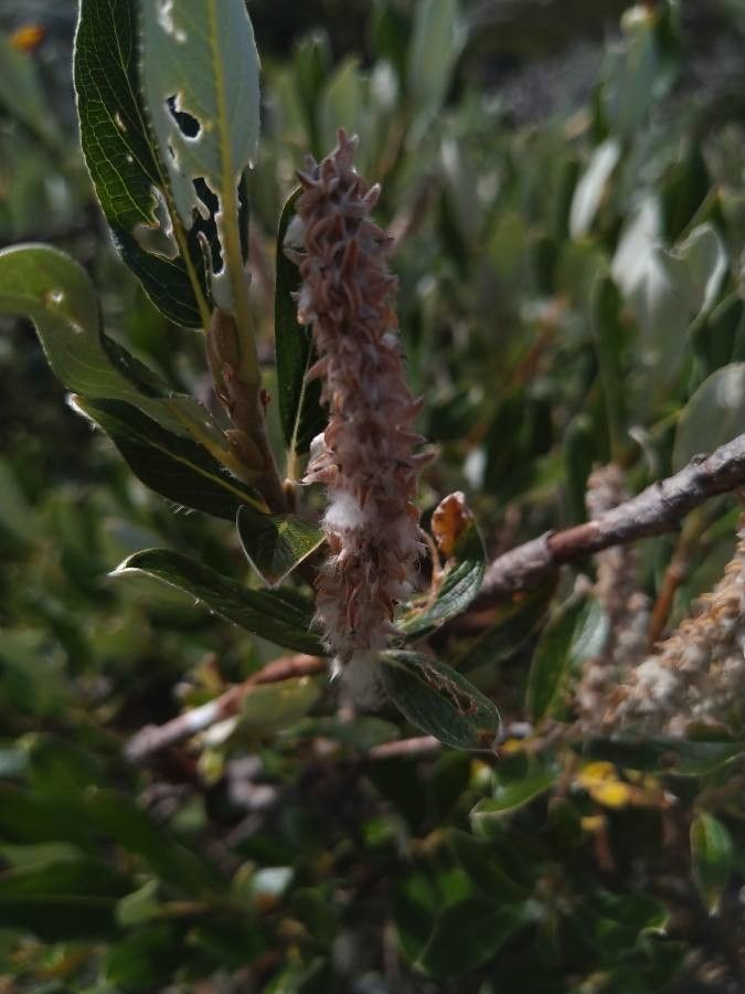 Salix helvetica fruit
