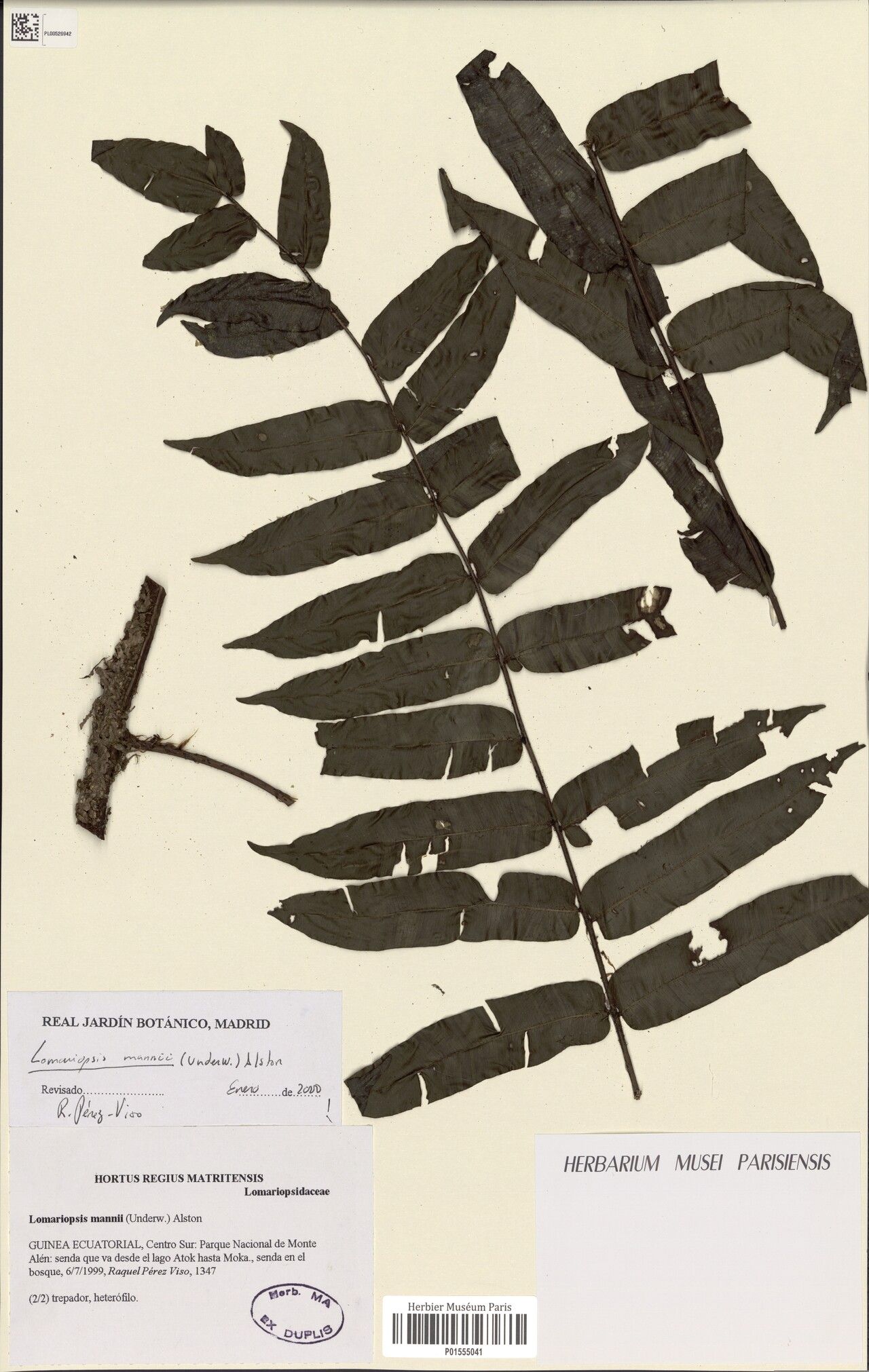 Lomariopsis mannii — houseplant care guide