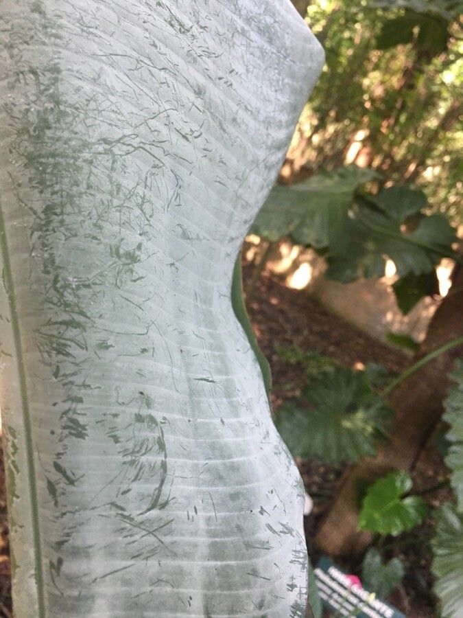 Heliconia collinsiana leaf