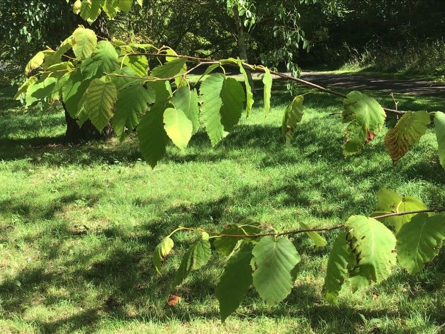 Betula maximowicziana — search result for 'Betula'