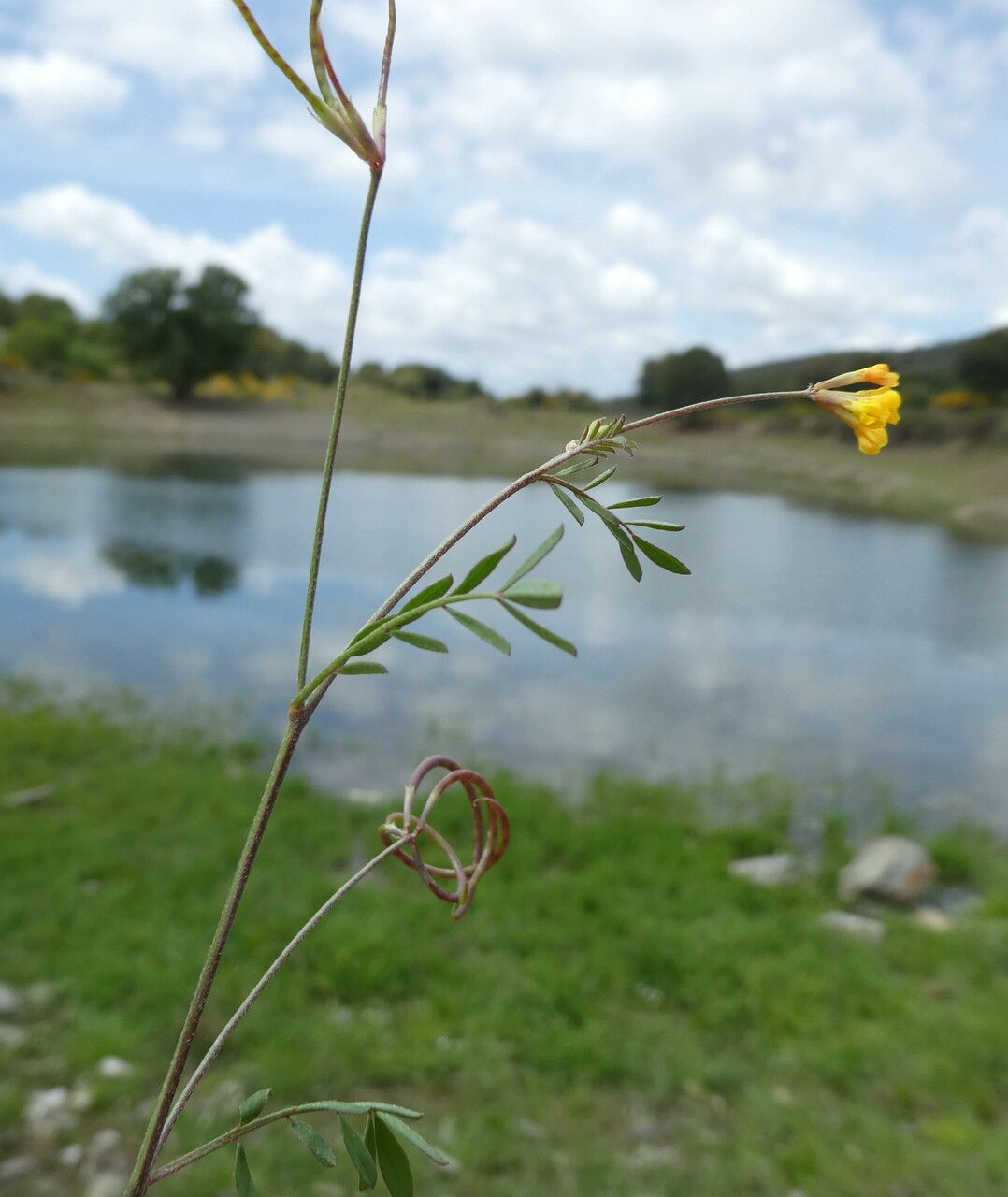 Ornithopus pinnatus flower
