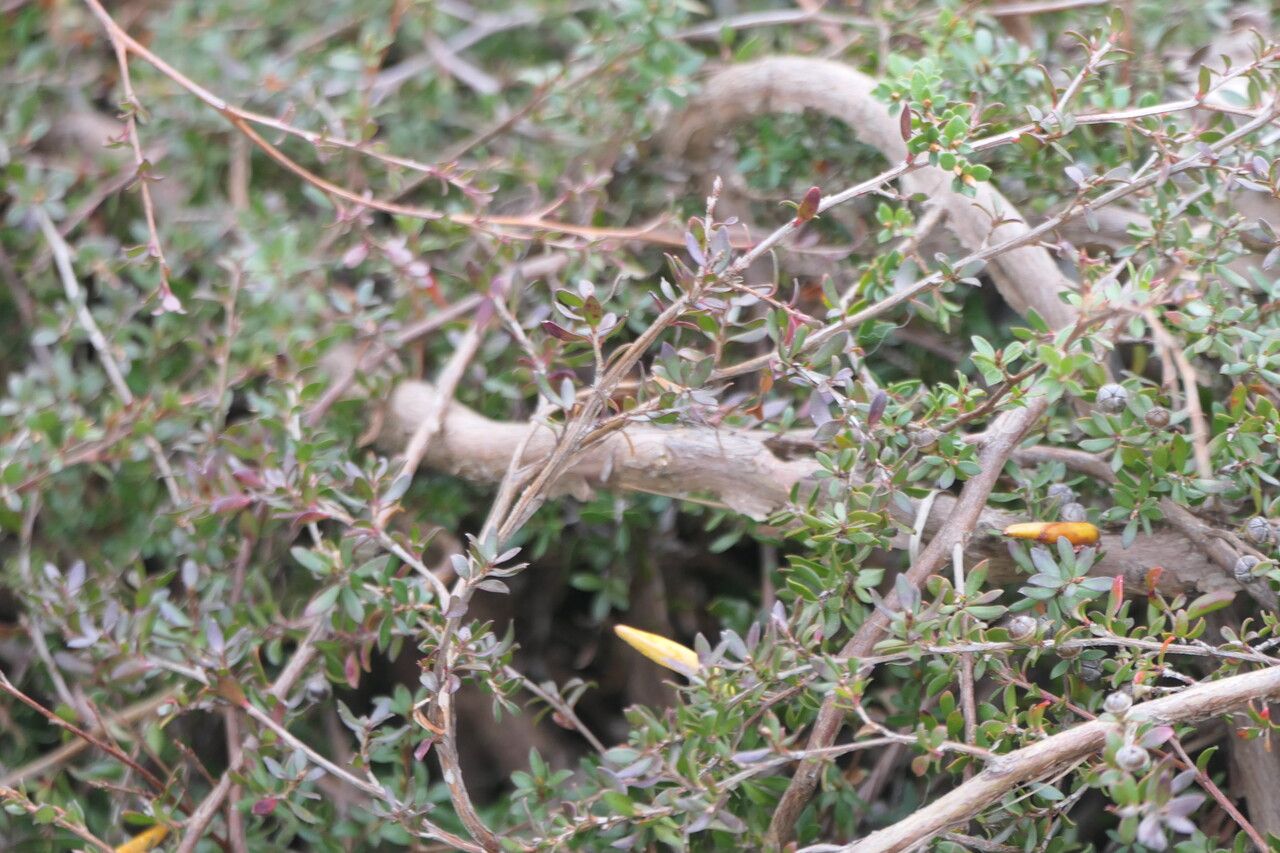 Leptospermum rupestre — houseplant care guide