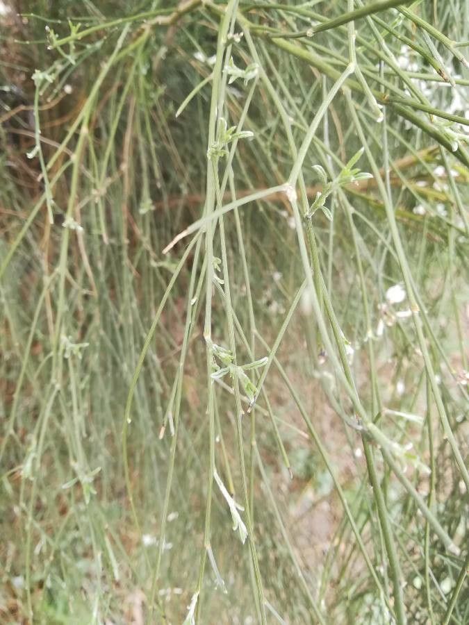 Genista raetam — search result for 'Saudi Arabia'