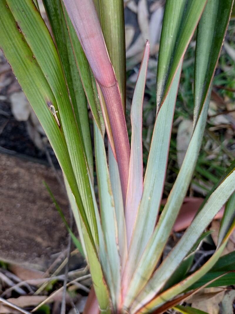 Dianella prunina — search result for 'Dianella'