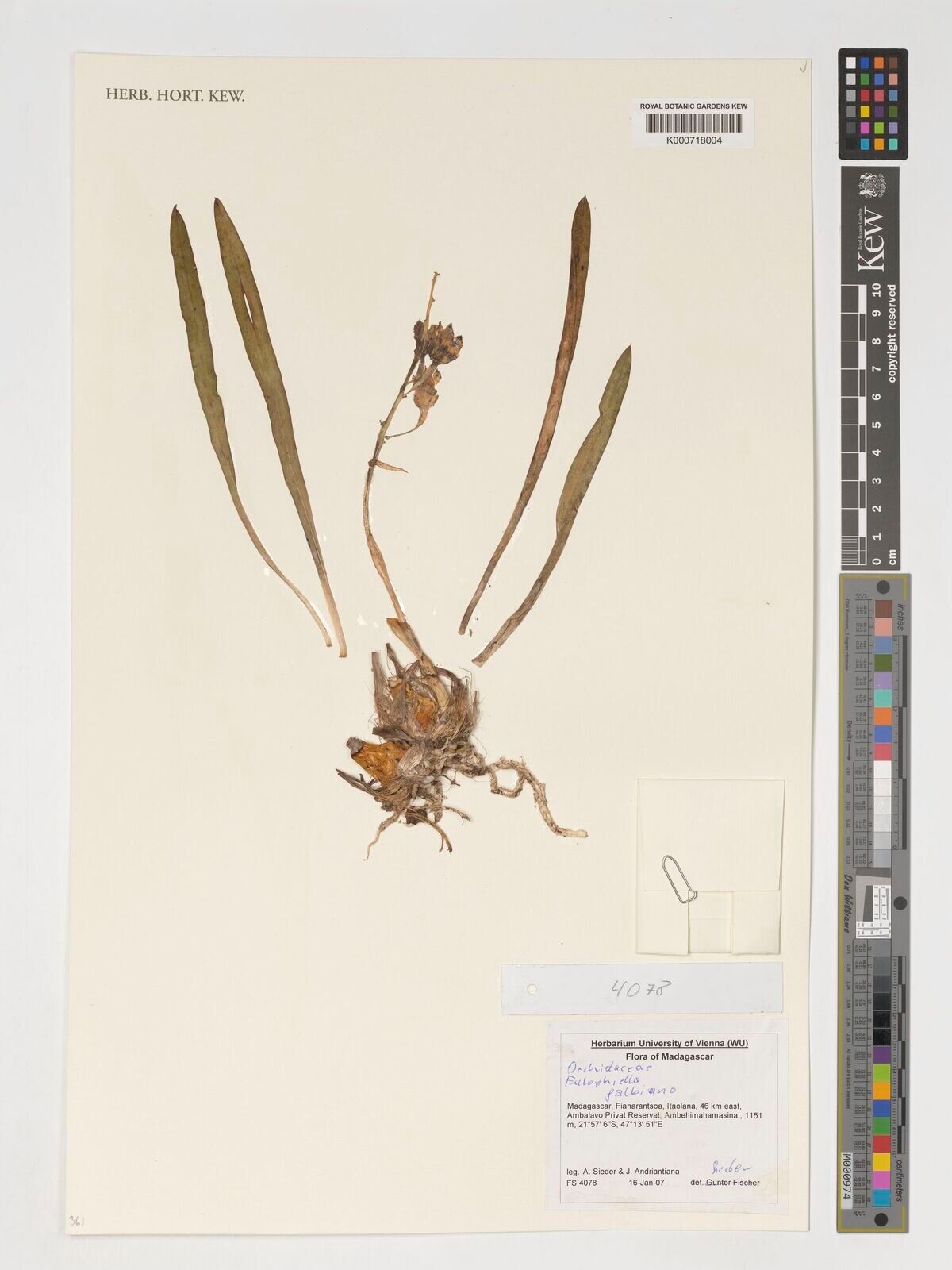 Eulophia galbana — houseplant care guide