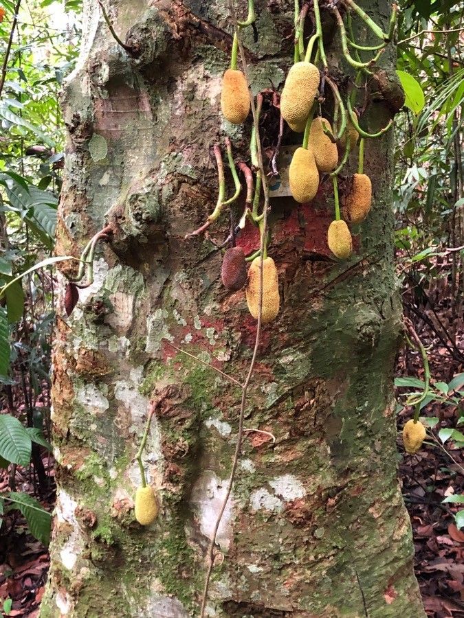 Artocarpus integer bark