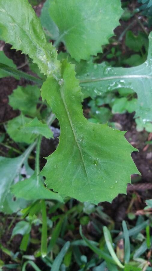 Emilia sonchifolia — search result for 'Emilia'