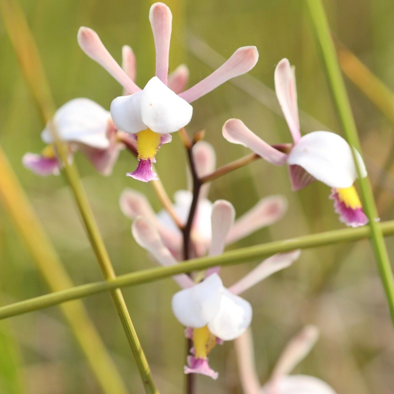 Eulophia caricifolia flower