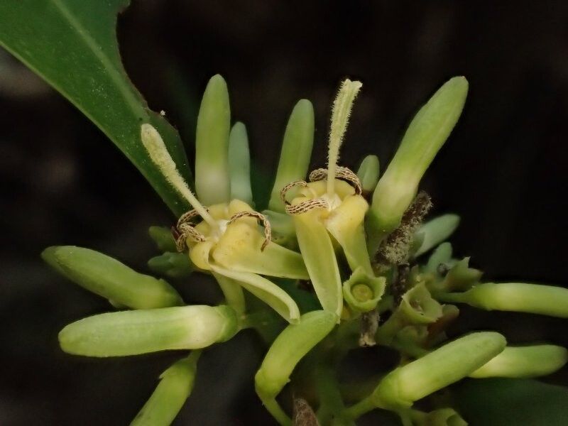 Pavetta cellulosa — houseplant care guide