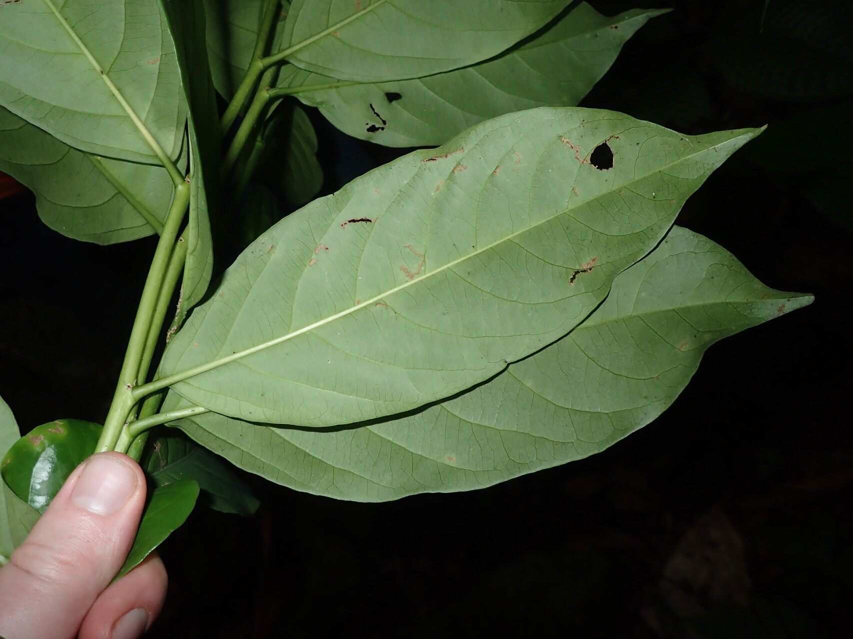 Casearia barteri — related species from the same genus