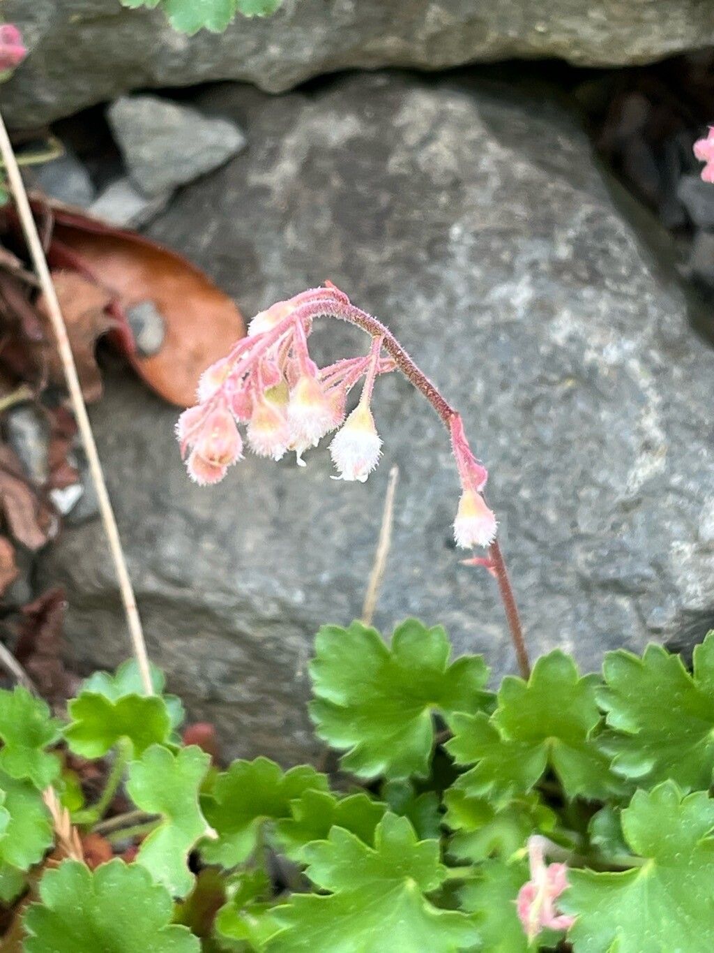 Heuchera abramsii flower