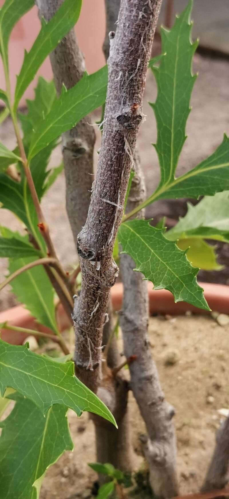 Lomatia ilicifolia bark