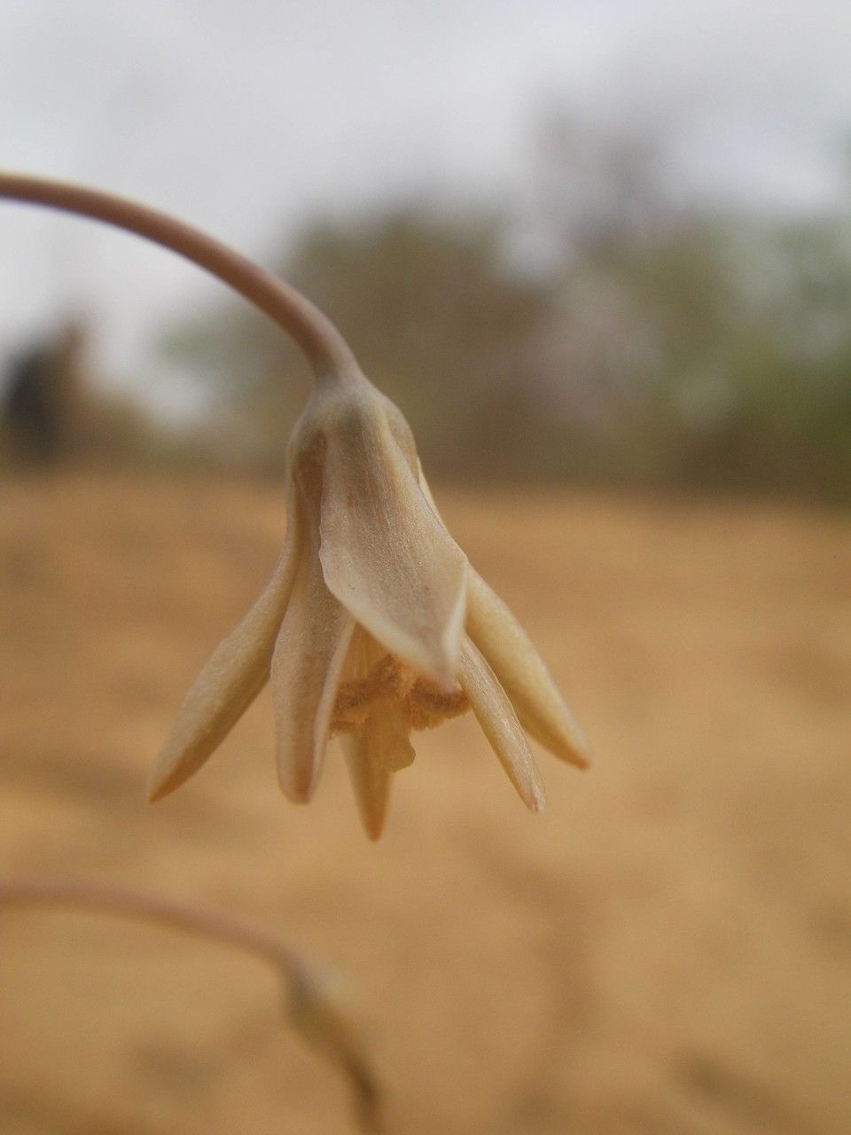 Drimia indica flower