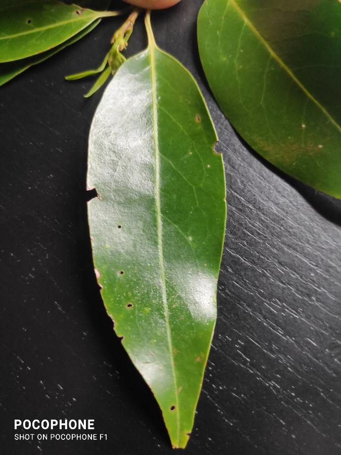 Prunus myrtifolia leaf