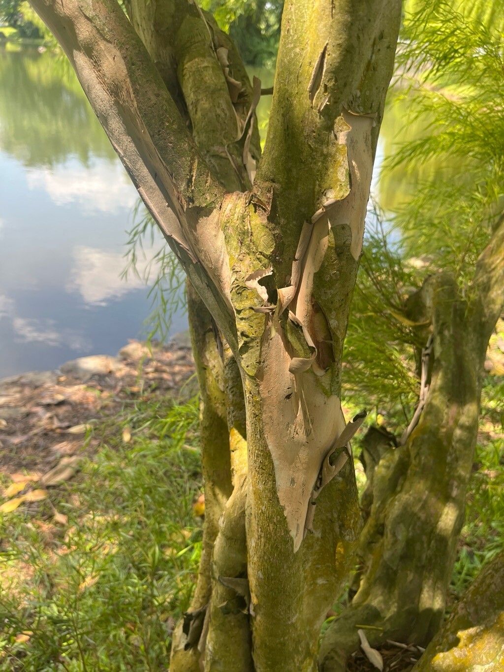 Leptospermum madidum bark