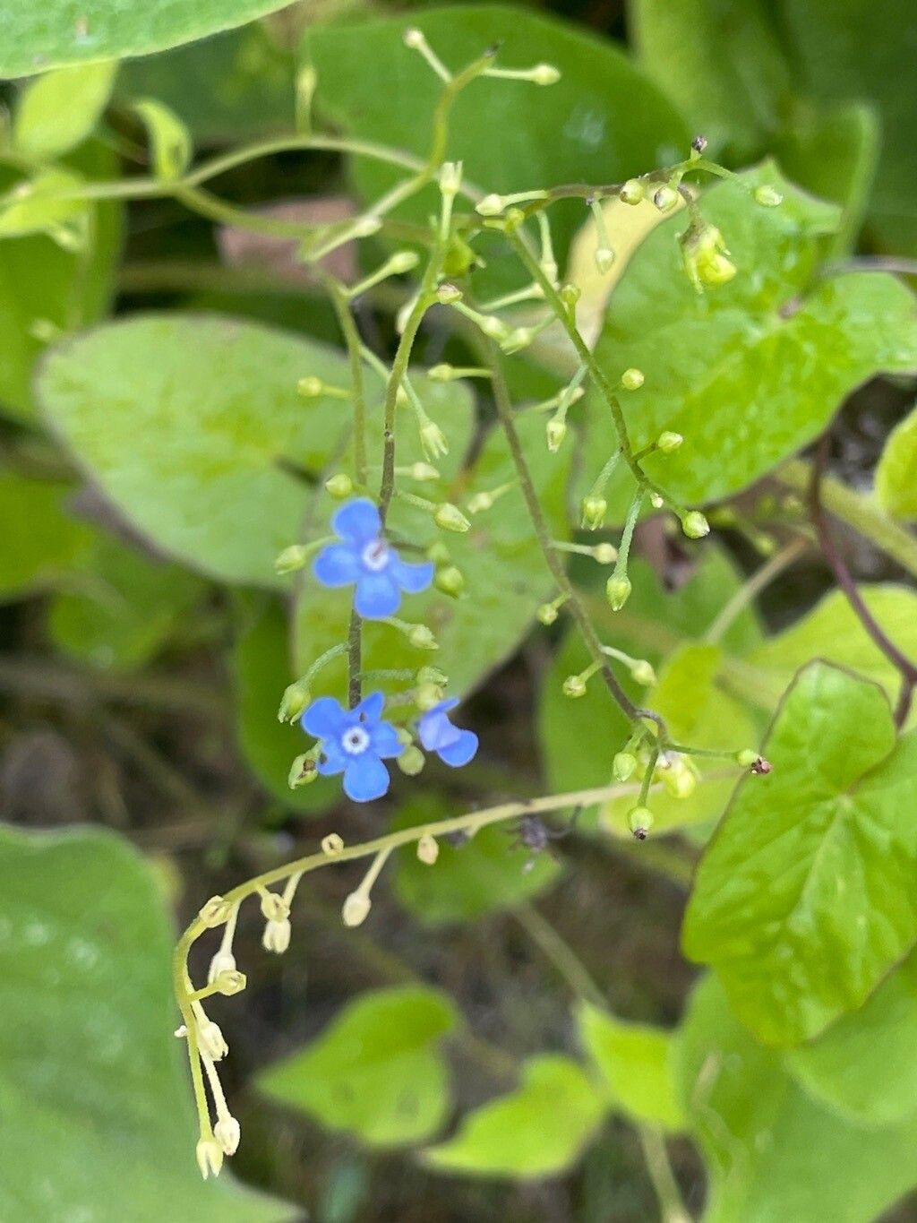 Brunnera orientalis