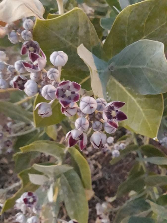 Calotropis procera flower