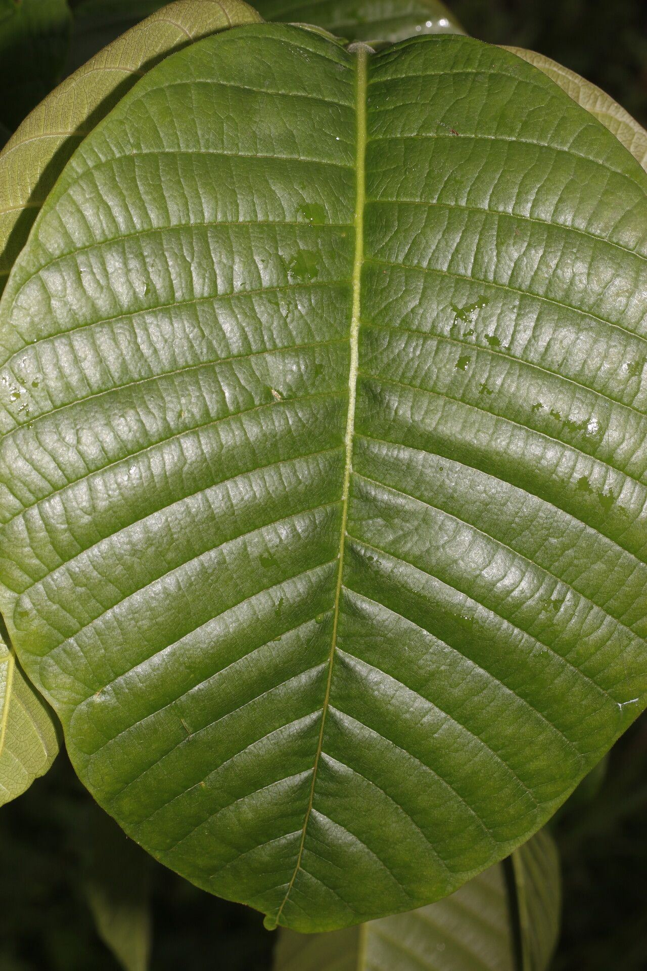 Couma macrocarpa leaf