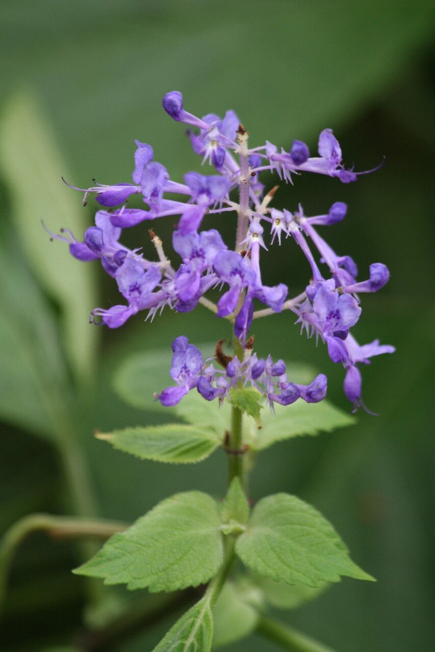 Plectranthus ecklonii flower