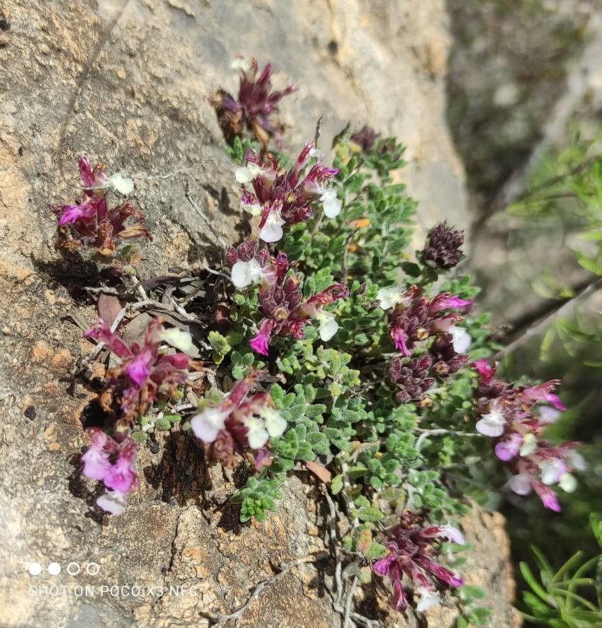 Teucrium rotundifolium flower